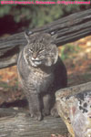 female bobcat