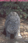 male bobcat