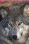 tundra wolf closeup