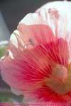 hollyhock and crab spider