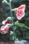 hollyhocks