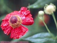 wet flowers