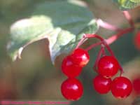 red berries