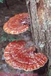 mushrooms on tree trunk