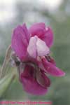 beach pea flower