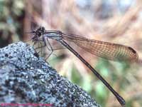 damselfly eating mosquito