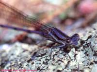 damselfly closeup