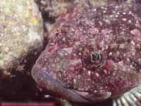 sculpin closeup