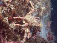 decorator crab