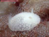 little white dorid