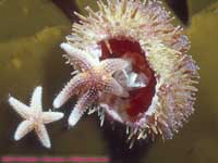 sea stars eating sea urchin