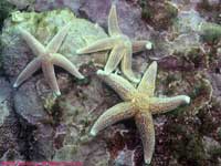 sea stars