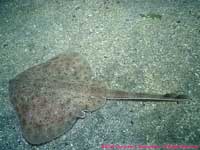 female skate