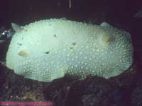 White Atlantic cadlina