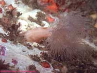 frilled anemone