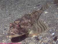 longhorn sculpin