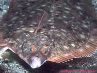 flounder head-on