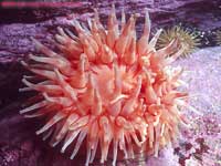 Northern red anemone