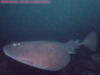 Atlantic torpedo ray