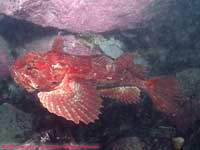 red sea raven