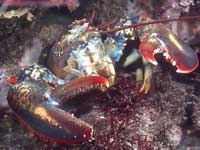 lobster