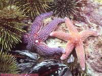 two sea stars