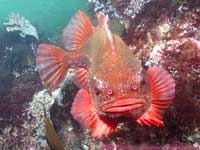 male lumpfish