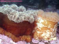 two frilled anemones