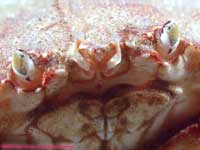 face of rock crab
