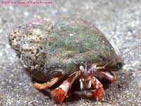 hermit crab