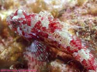 juvenile sculpin