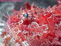 face of red sea raven