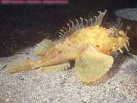 yellow sea raven