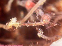 skeleton shrimp