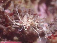 red-gilled nudibranches on pink-hearted hydroid