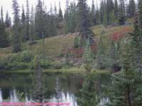 black spruce trees on esker