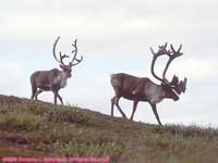 caribou on a ridge