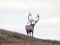 caribou on a ridge