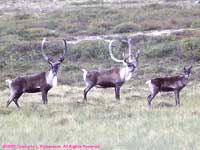 caribou on the tundra