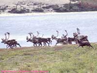 caribou at Whitefish Lake