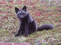 arctic cross fox (black phase)