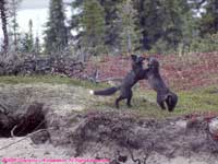 arctic cross fox kits at their den