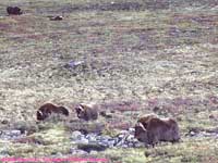 musk oxen