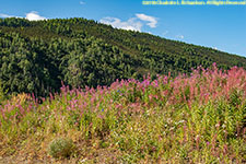 fireweed