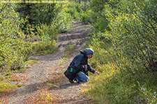 Paul picking blueberries