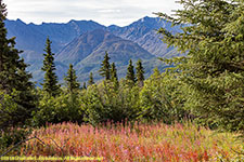 fireweed and mountains