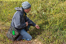 Paul picking blueberries