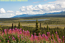 fireweed and valley