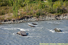 river closeup