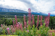 fireweed